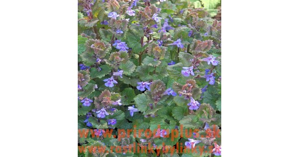 Picture of Image result for Ecology conscious penthouse